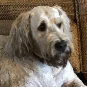 Meet your Posher, Carole